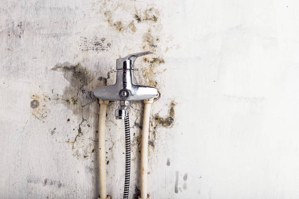 Best Preventive Mold Services in Clifton Springs, NY